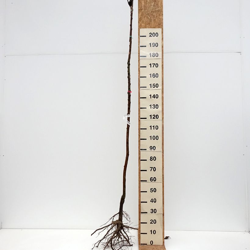 Apple Tree Jonathan - Malus domestica Bare root, Standard sample as delivered in winter