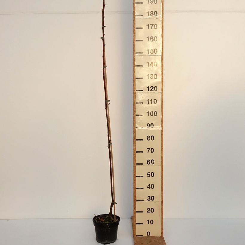 Apple Tree Kantówka Gdańska - Malus domestica 4L/5L pot, Scion sample as delivered in autumn