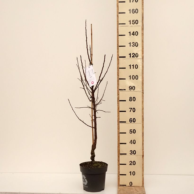 Apple Tree Karneval - Malus domestica 7.5L/10L pot, Goblet sample as delivered in winter