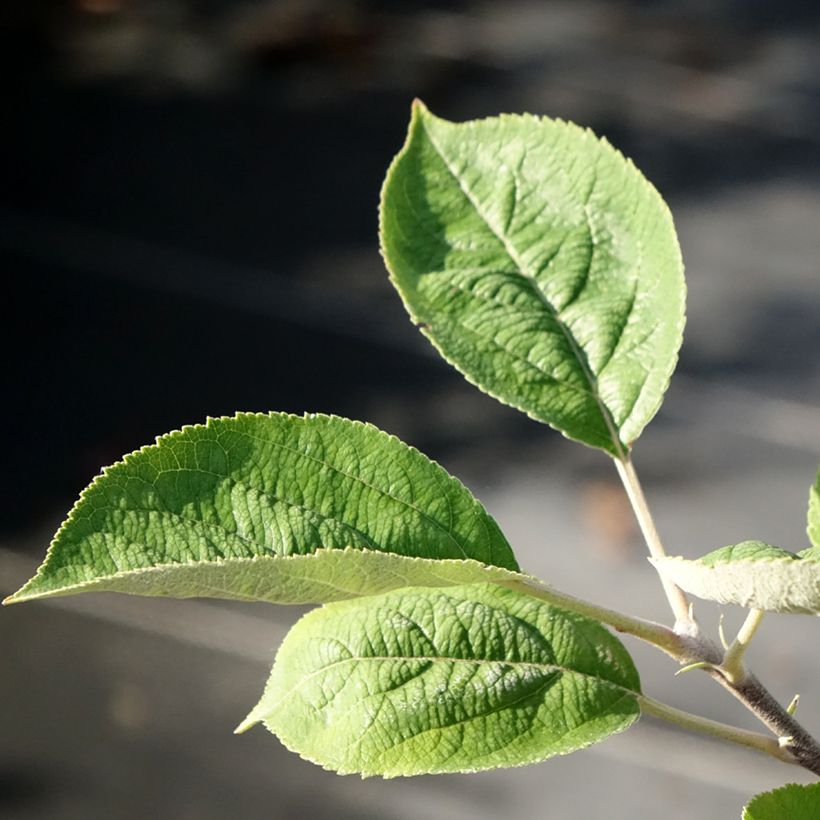 Malus domestica Kosztela - Pommier domestique, Pommier commun (Foliage)