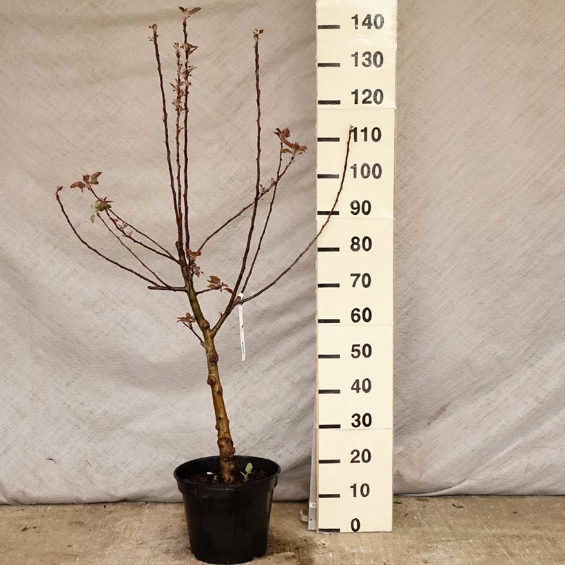 Apple Tree Maggy - Malus domestica 7.5L/10L pot, Goblet sample as delivered in spring