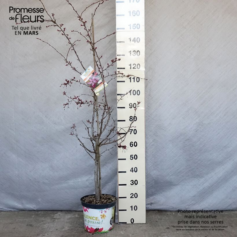 Malus Diable Rouge 7.5L/10L pot sample as delivered in spring