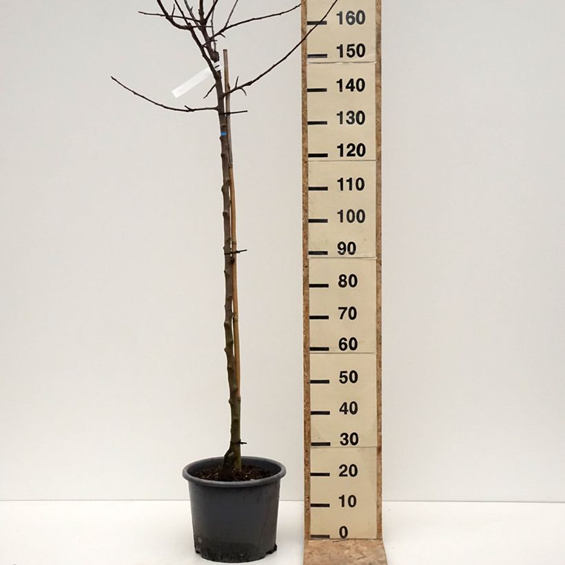 Apple Tree Belchard - Malus domestica 7.5L/10L pot, Half standard sample as delivered in winter