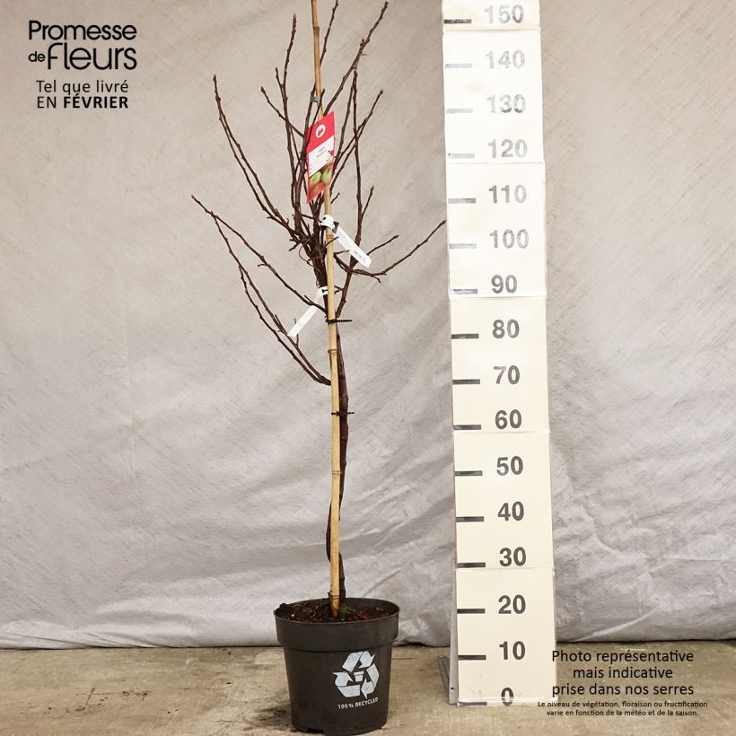 Apple Tree Braeburn - Malus domestica 7.5L/10L pot, Goblet sample as delivered in winter