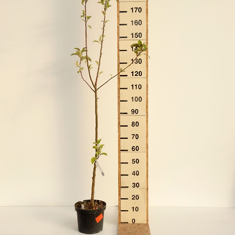 Apple Tree Braeburn - Malus domestica 7.5L/10L pot, Scion sample as delivered in summer