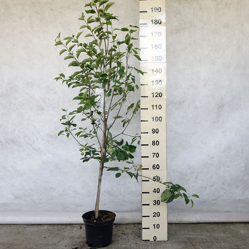 Pommier Idared - Malus domestica Pot de 7,5L/10L, Gobelet sample as delivered in summer