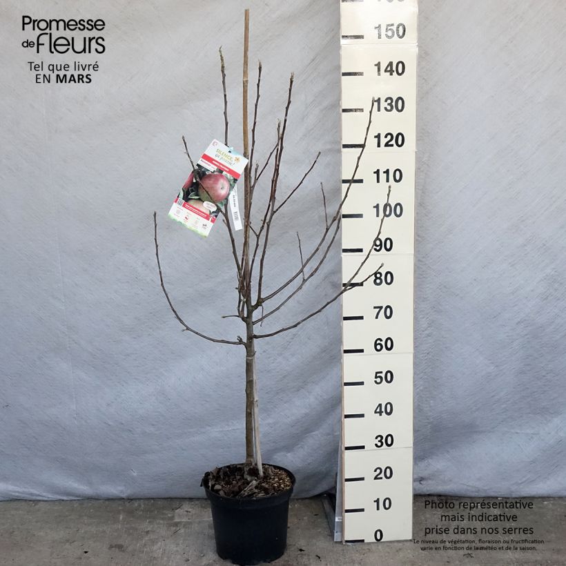 Apple Tree Idared Apple Tree - Malus domestica 7.5L/10L pot, Goblet sample as delivered in spring