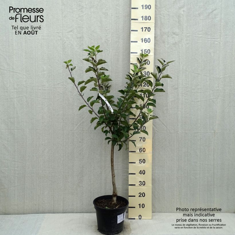 Apple Tree Reinette du Canada Blanche - Malus domestica 7.5L/10L pot, Goblet sample as delivered in summer