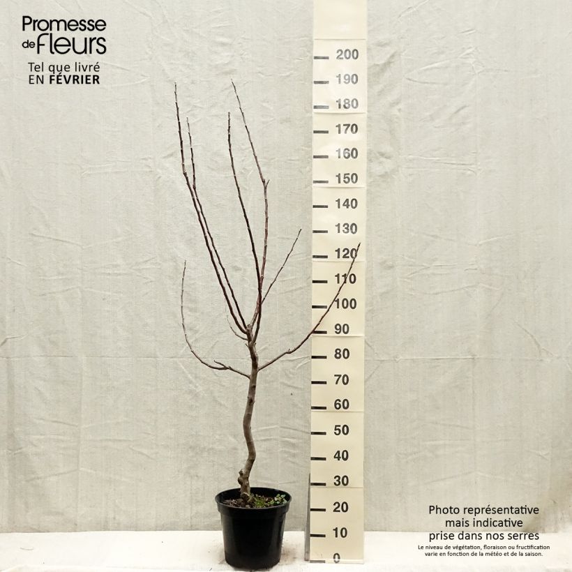 Apple Tree Reinette du Canada Blanche - Malus domestica 7.5L/10L pot, Goblet sample as delivered in winter