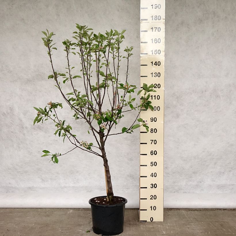 Apple Tree Melrose - Malus domestica 7.5L/10L pot, Goblet sample as delivered in spring