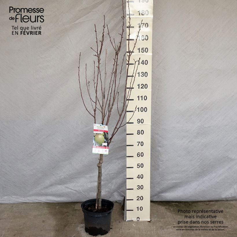 Apple Tree Museau de Lièvre - Malus domestica 7.5L/10L pot, Goblet sample as delivered in winter
