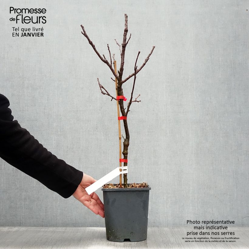 Dwarf self-fertile apple tree Fruit Me Apple Me Yellow Golden 4L/5L pot, Dwarf sample as delivered in winter