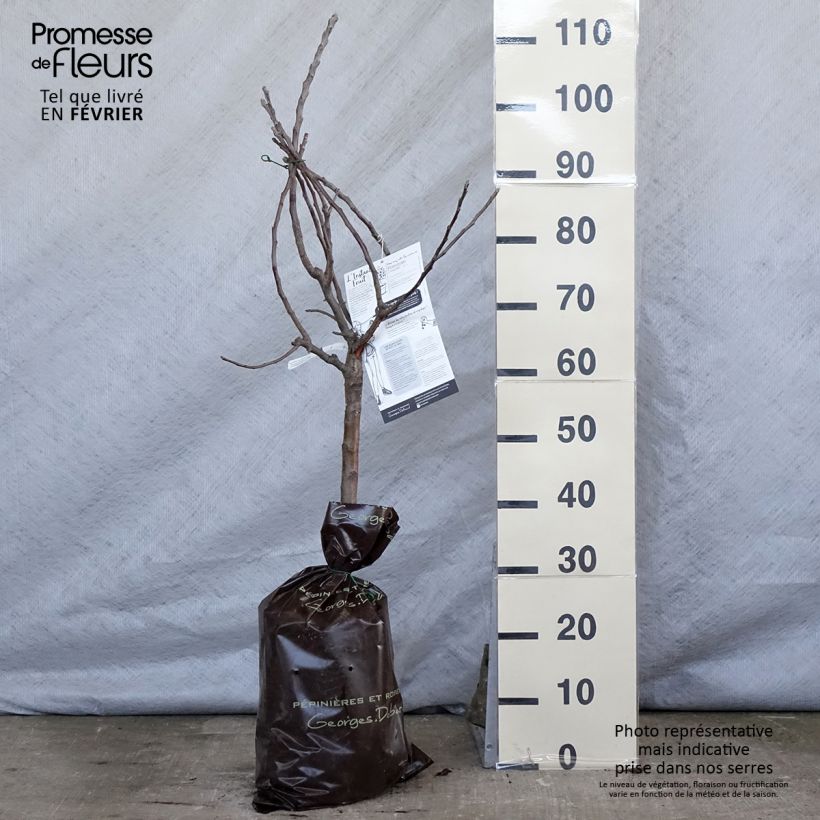 Dwarf Apple Tree Croquella - Malus domestica Ready-to-plant root ball, Quarter standard sample as delivered in winter