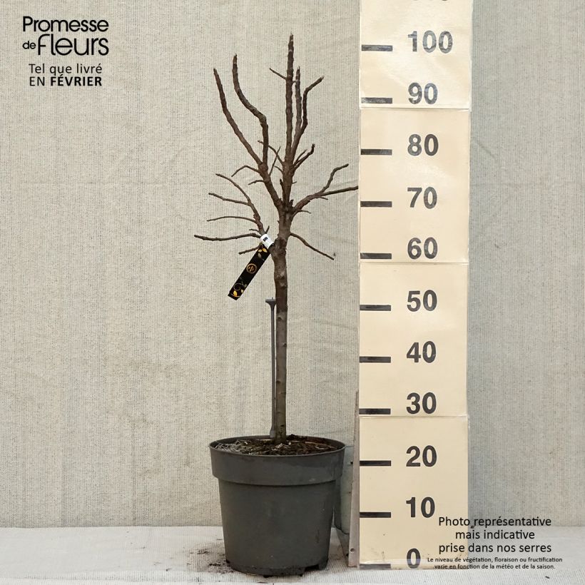 Malus domestica Delicado 7.5L/10L pot sample as delivered in winter