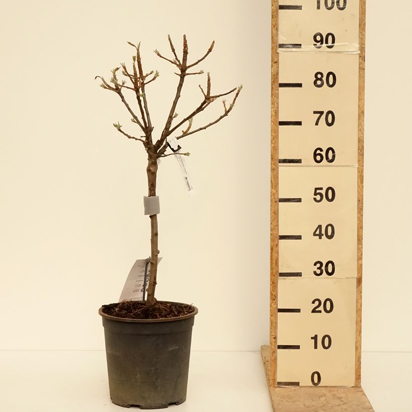 Malus domestica Delicado 7.5L/10L pot, Quarter standard sample as delivered in spring