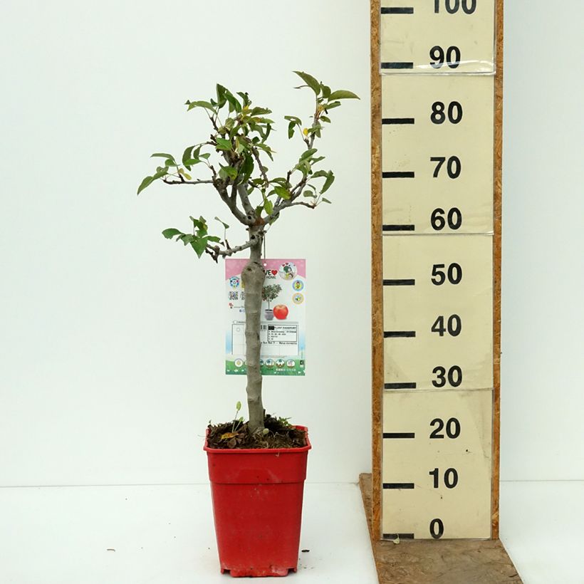 Dwarf Apple Tree Garden Sun Red - Malus domestica 6L/7L pot, Quarter standard sample as delivered in autumn