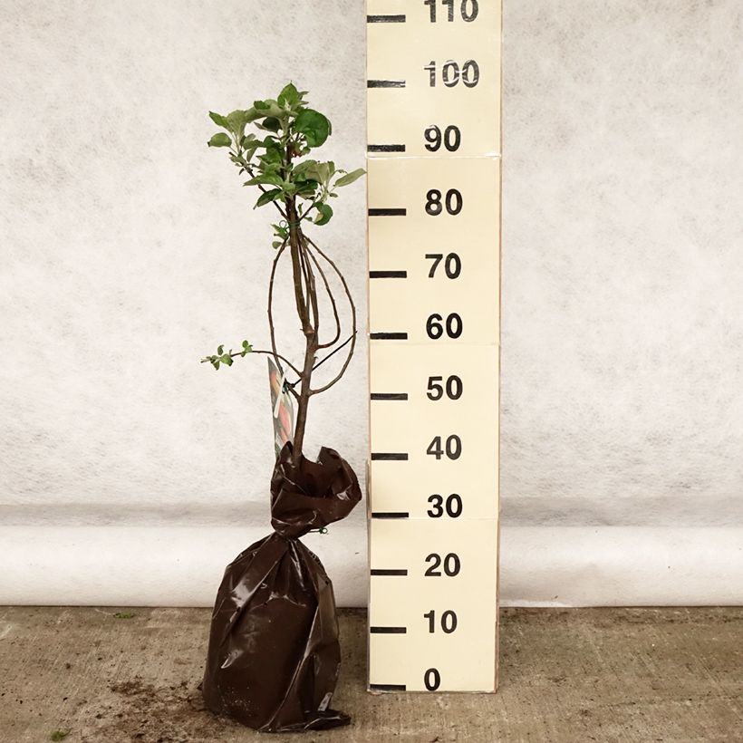 Apple Tree Winter Rambour - Malus domestica Ready-to-plant root ball, Goblet sample as delivered in spring