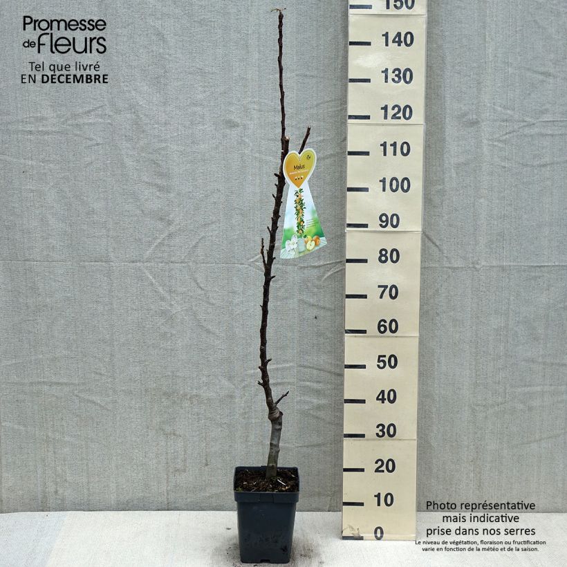 Malus domestica Red Sensation 4L/5L pot, Columnar sample as delivered in autumn