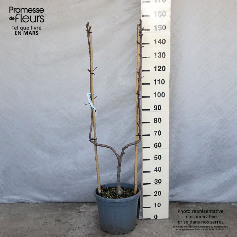 Apple Tree Reine des Reinettes 7.5L/10L pot, Single u-shaped espalier sample as delivered in spring