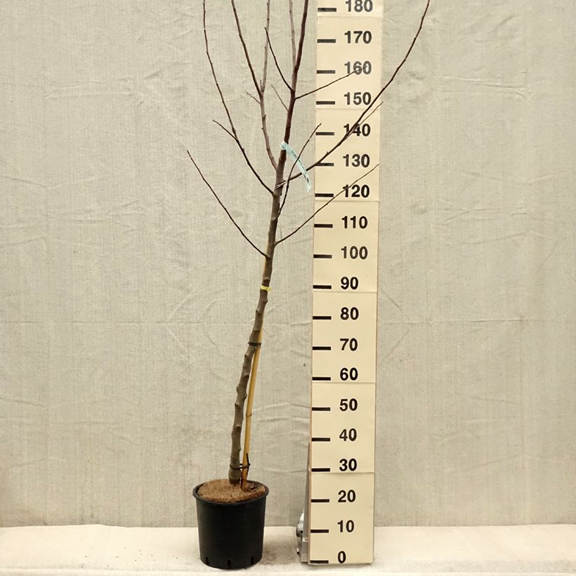 Apple Tree Reinette du Canada Blanche - Malus domestica 7.5L/10L pot, Half standard sample as delivered in spring