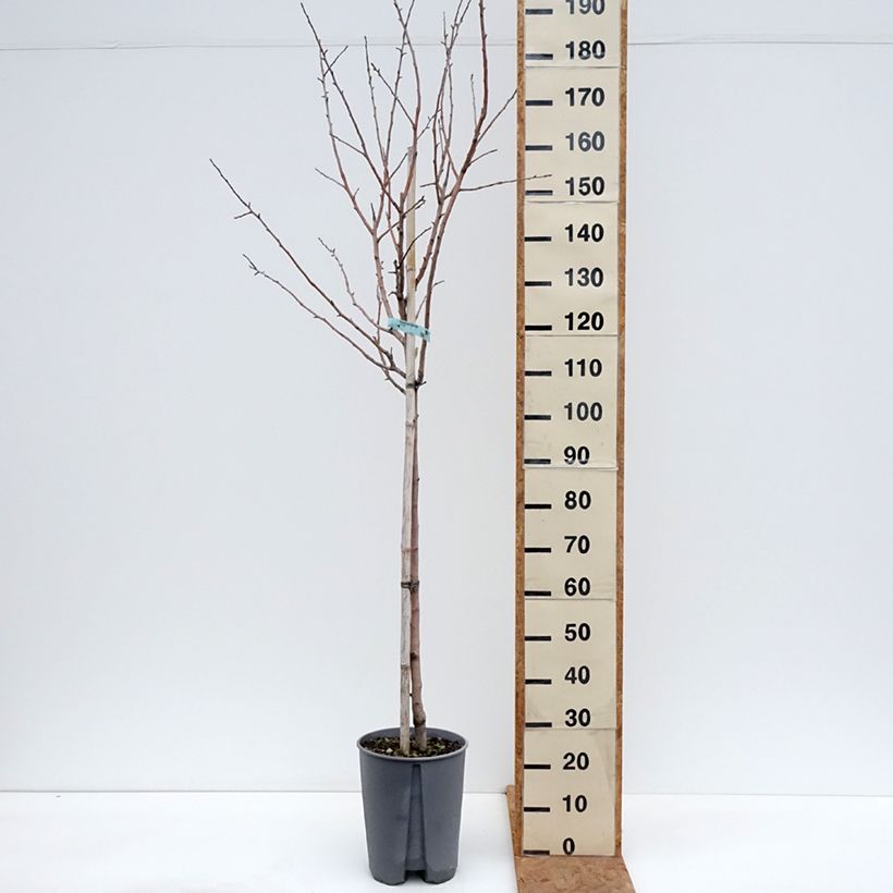 Apple Tree Reinette du Canada Blanche - Malus domestica 7.5L/10L pot, Half standard sample as delivered in autumn