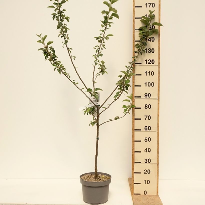 Apple Tree Reinette du Canada Blanche - Malus domestica 7.5L/10L pot, Goblet sample as delivered in spring