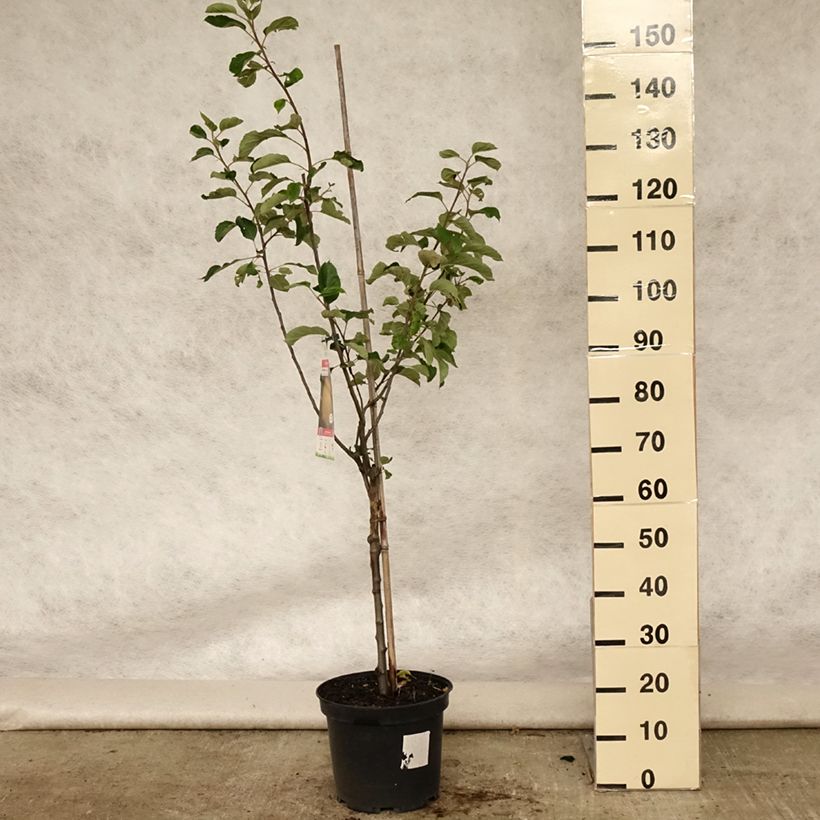 Apple Tree Reinette de Brive - Malus domestica 7.5L/10L pot, Goblet sample as delivered in summer