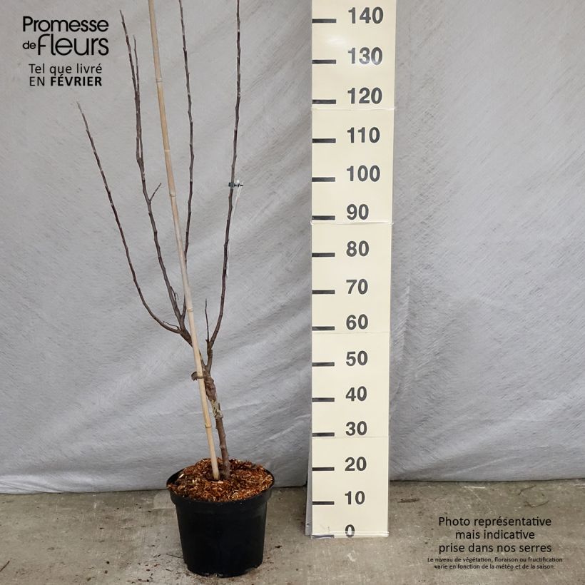 Apple Tree Reinette de Brive - Malus domestica 7.5L/10L pot, Goblet sample as delivered in winter
