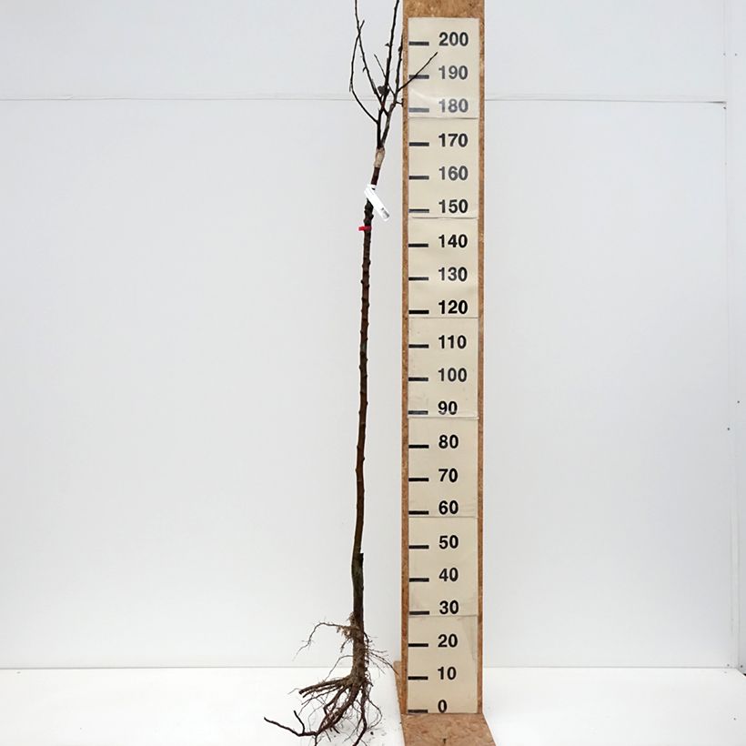 Apple Tree Reinette de France - Malus domestica Bare root, Half standard sample as delivered in winter