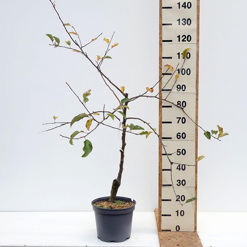 Apple Tree Reinette du Mans - Malus domestica 7.5L/10L pot, Goblet sample as delivered in autumn