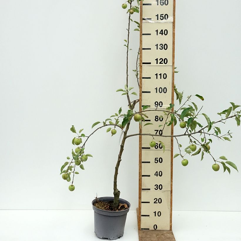 Pommier Reinette du Mans Pot de 7,5L/10L, Gobelet sample as delivered in summer