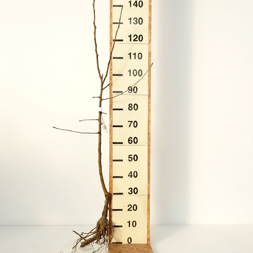 Apple Tree Reinette Etoilée - Malus domestica Bare root, Goblet sample as delivered in winter