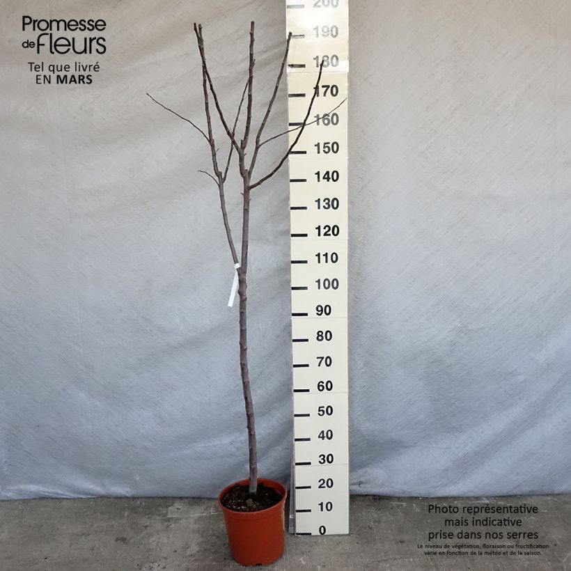 Apple Tree Royal Gala - Malus domestica 7.5L/10L pot, Goblet sample as delivered in spring