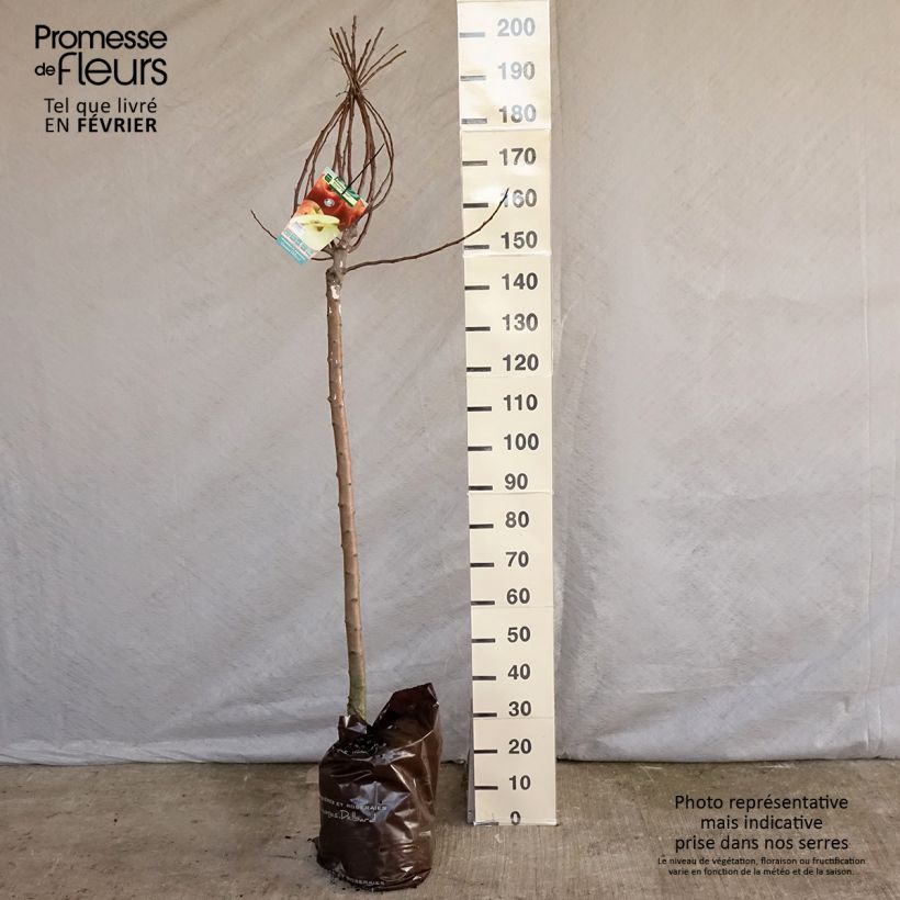 Apple Tree Royale Delbard Delfloga - Georges Delbard Ready-to-plant root ball, Half standard sample as delivered in winter