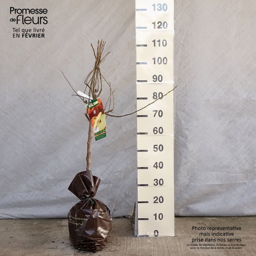 Apple Tree Royale Delbard Delfloga - Georges Delbard Ready-to-plant root ball, Goblet sample as delivered in winter