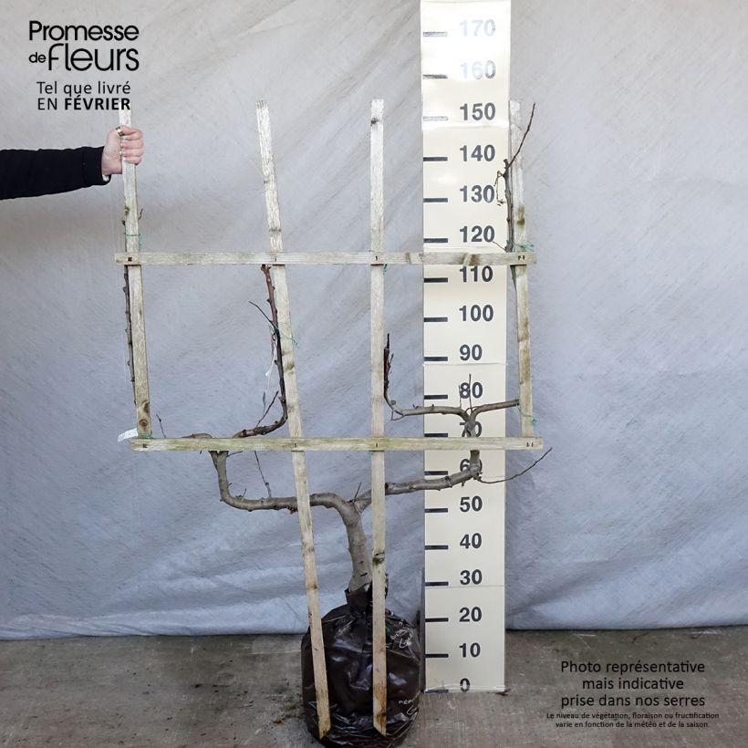 Apple Tree Royale Delbard Delfloga - Georges Delbard Ready-to-plant root ball, Double u-shaped espalier sample as delivered in winter