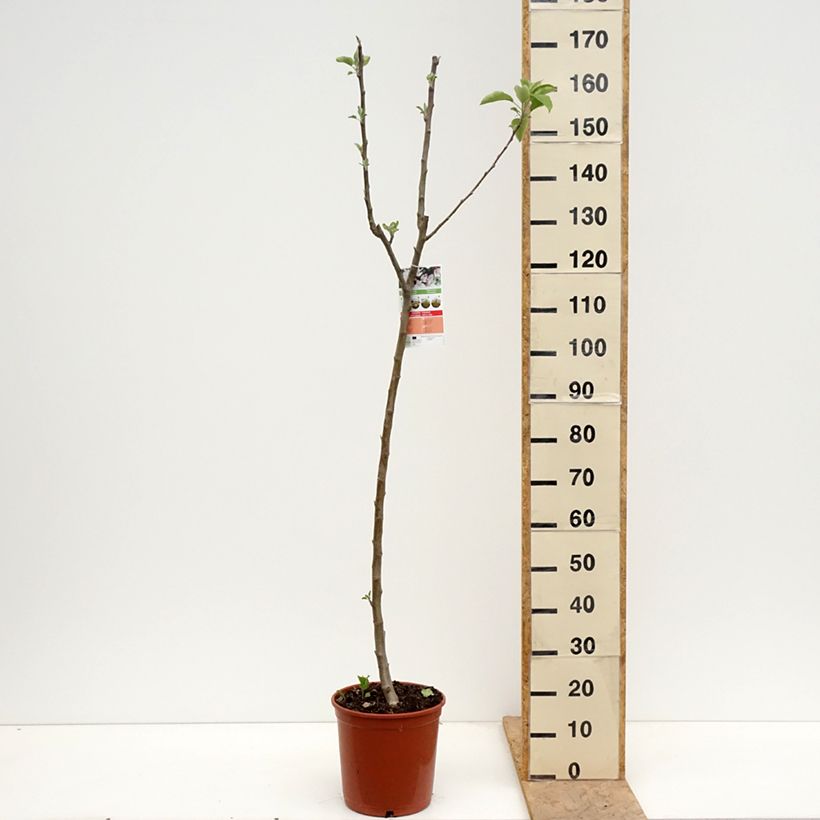 Apple Tree Starking Delicious - Malus domestica 7.5L/10L pot, Half standard sample as delivered in spring