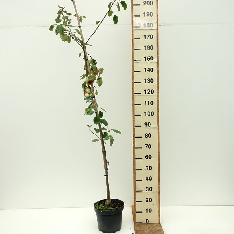 Apple Tree Szara Reneta - Malus domestica 7.5L/10L pot, Scion sample as delivered in summer