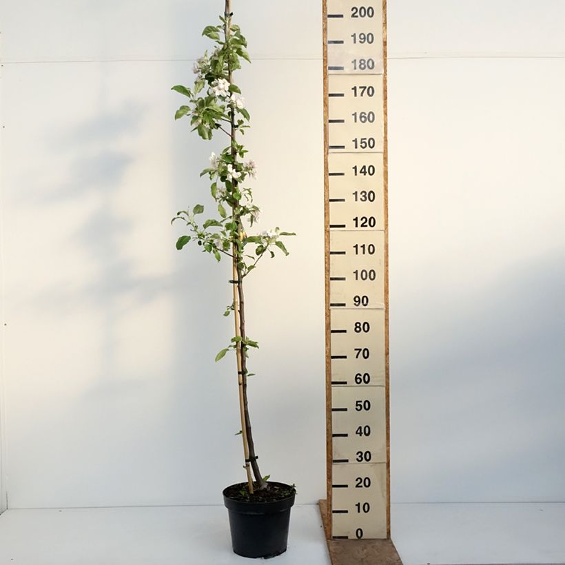 Apple Tree Szara Reneta - Malus domestica 7.5L/10L pot, Scion sample as delivered in spring