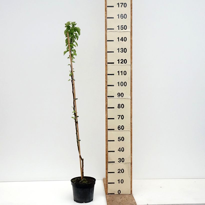Apple Tree Truskawkowe Nietschnera - Malus domestica 4L/5L pot, Scion sample as delivered in spring