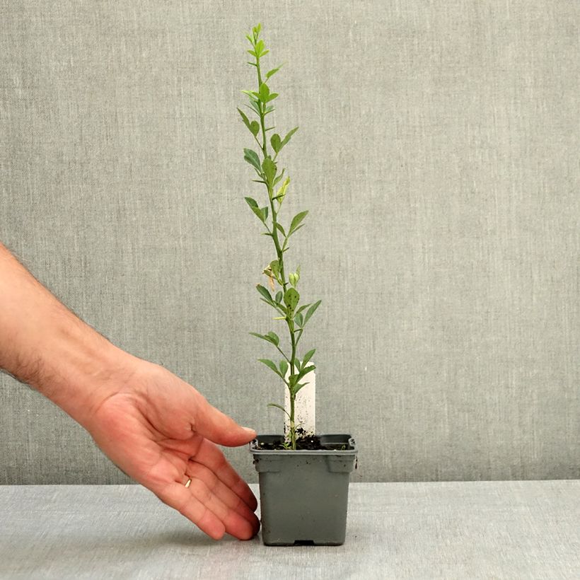 Poncirus trifoliata 8/9 cm pot sample as delivered in summer