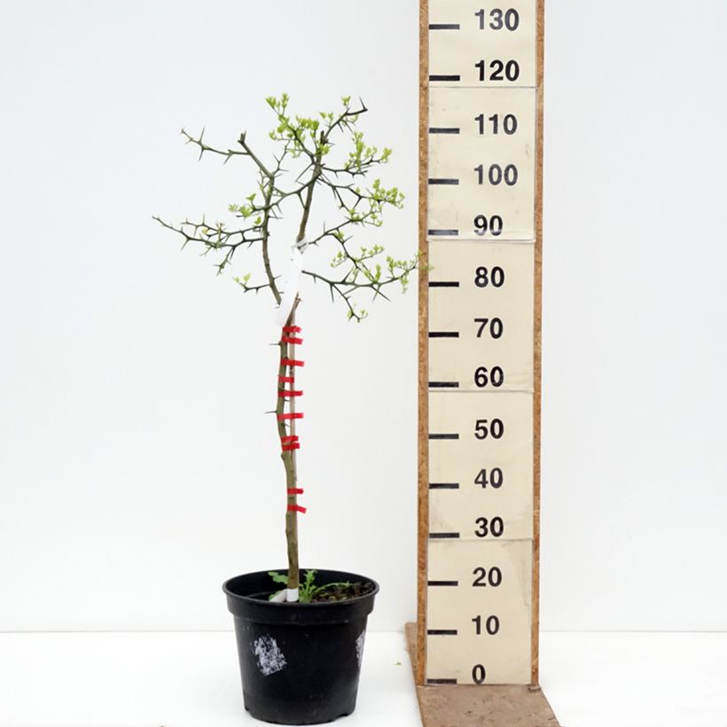 Poncirus trifoliata 7.5L/10L pot sample as delivered in spring