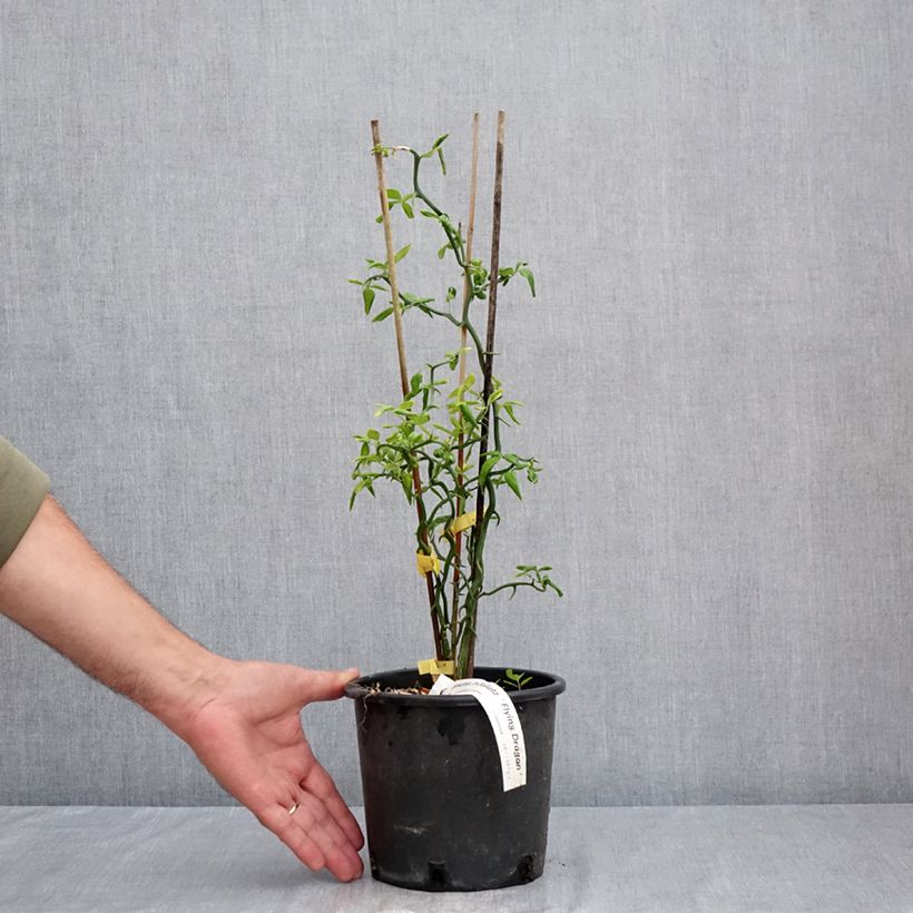 Poncirus trifoliata Flying Dragon 2L/3L pot sample as delivered in summer