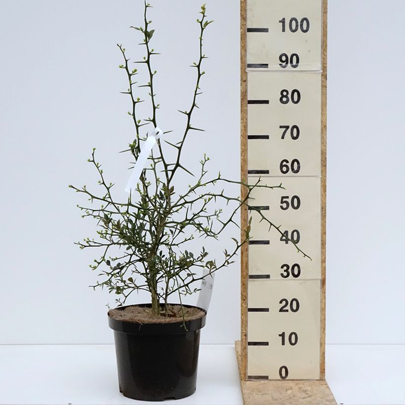 Poncirus trifoliata Flying Dragon 2L/3L pot sample as delivered in spring