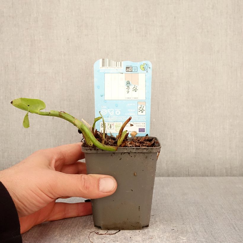 Pontederia cordata Pink Pons 8/9 cm pot sample as delivered in spring