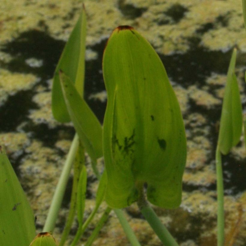 Pontederia cordata White Pike (Foliage)
