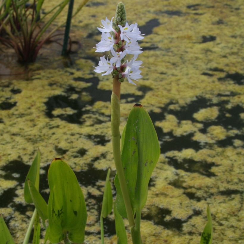 Pontederia cordata White Pike (Flowering)