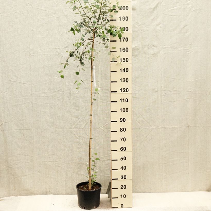 Populus alba - White Poplar 7.5L/10L pot sample as delivered in spring