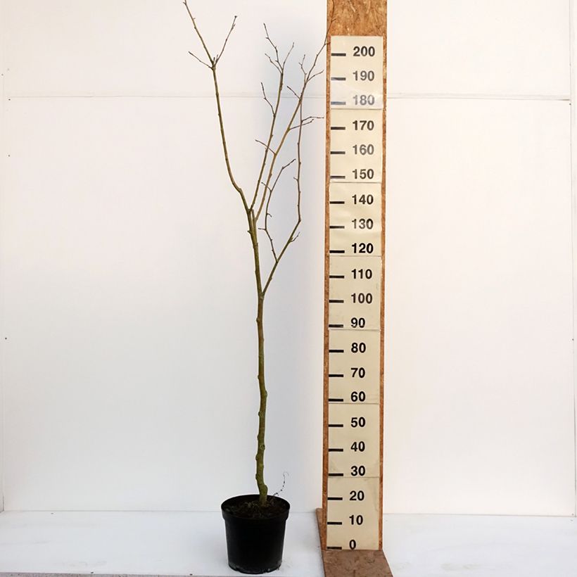 Populus nigra Lombardy Gold - Black Poplar 3L/4L pot sample as delivered in winter