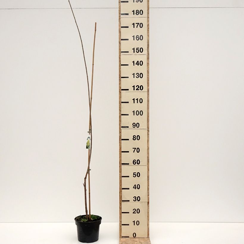 Populus x canadensis Serotina Aurea - Canadian Poplar 4L/5L pot sample as delivered in winter